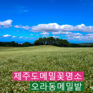 제주 메밀꽃 유채꽃 청보리명소 오라동 메밀밭