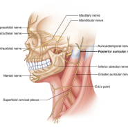 삼산동 Great auricular nerve 큰 귀 신경과 관련된 어지러움 치료 - 서울안아픈세상의원