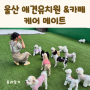 이제는 반려견도 유치원 가는 시대 울산 삼산 애견유치원 케어메이트 유치원 미용실 가격정보