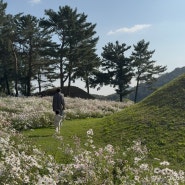 경주 가을 명소 구절초 도봉서당 경주아이와가볼만한곳