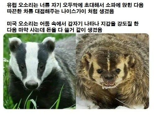 오소리 구별하기 : 네이버 블로그