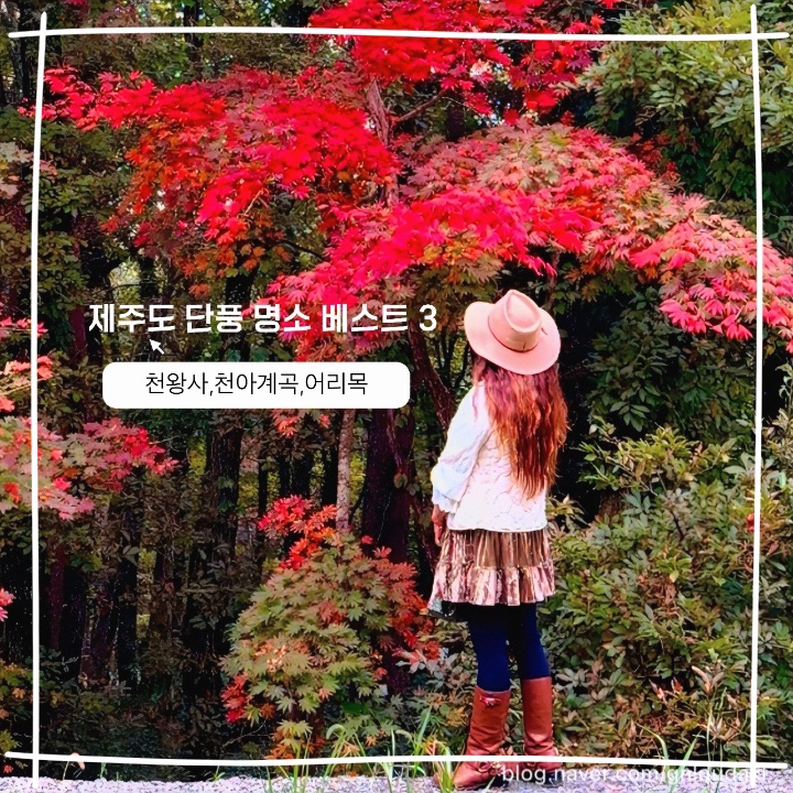 제주도 가을 단풍 명소 추천 천왕사 천아계곡 어리목 탐방로 단풍 여행 즐기기 : 네이버 블로그