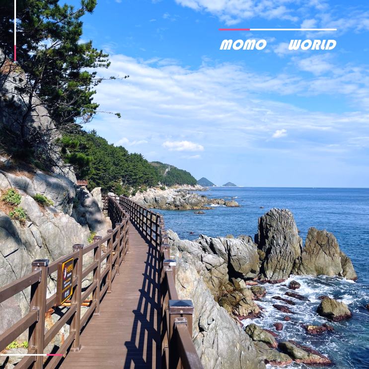 영덕 가볼만한곳 블루로드 B코스 메타세콰이어길 단풍 영덕 여행 코스 : 네이버 블로그