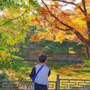 창경궁 연못 춘당지 아이랑 서울 산책로 창경궁 대온실 단풍 관람