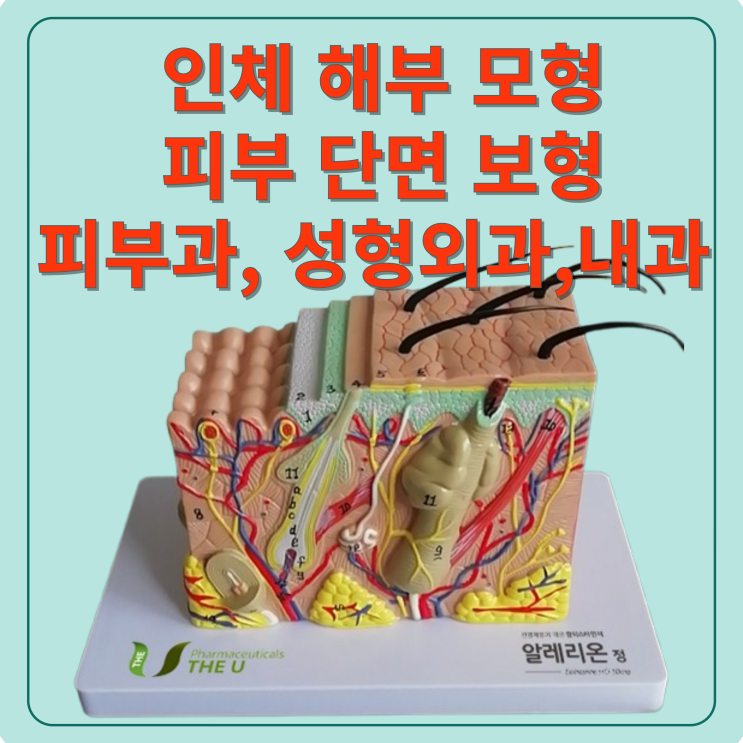 인체 해부 모형 : 피부 해부 모형 : 네이버 블로그