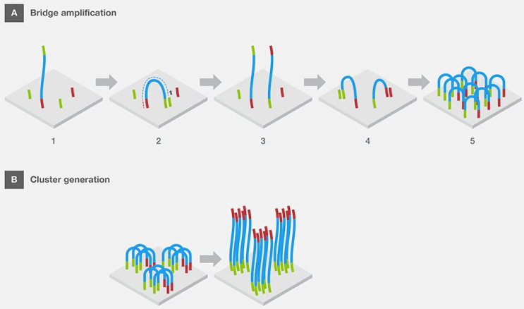 NGS: Germline Variant Discovery w/. GATK pipeline(2) - Technology ...