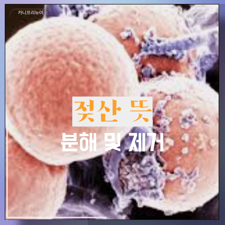 젖산 뜻 근육 운동 분해 및 제거 방법 LDH 수치 : 네이버 블로그