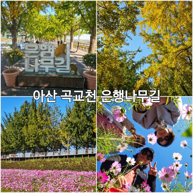 아산 곡교천 은행나무길 가볼만한곳 주차장 정보 : 네이버 블로그