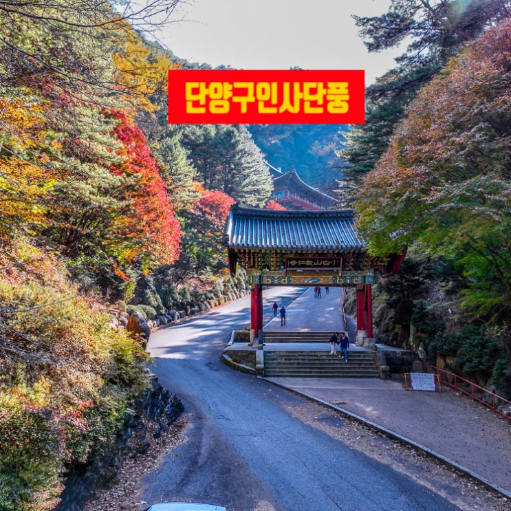 단양 단풍 가볼만한 절 구인사 단풍 구경 가는 길 : 네이버 블로그