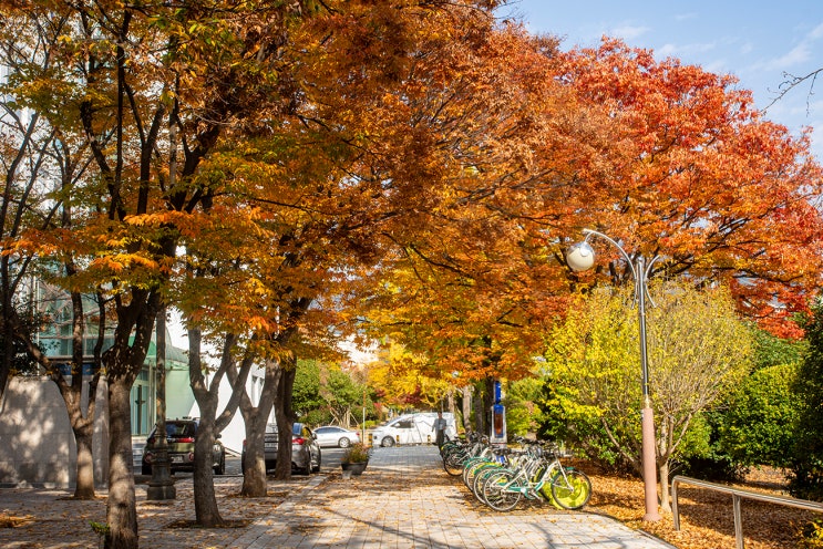 아름답게 물들어 화려한 거리를 연출하는 창원의 도심 거리 단풍 : 네이버 블로그