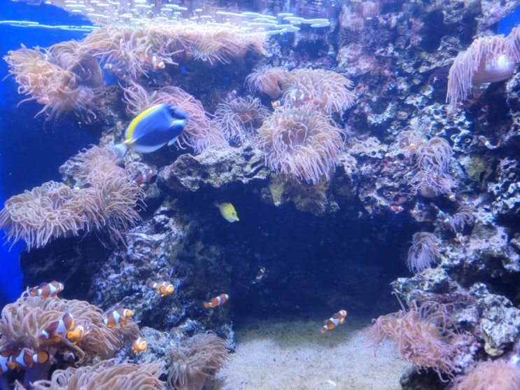 하와이 와이키키 수족관(waikiki aquarium)관람 후기!