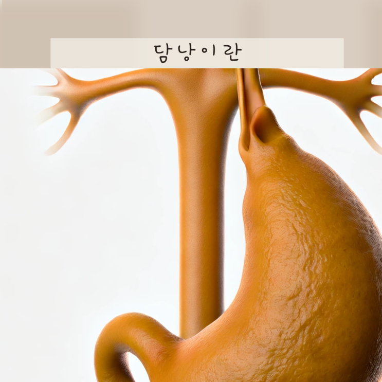 담낭이란 위치 기능 담석 증상 및 쓸개 절제 제거 시 생길 수 있는 문제는 : 네이버 블로그