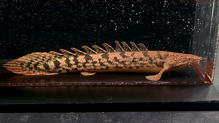 The Polypterus Lab 홈페이지에 신규 개체들이 업로드 되었습니다. : 네이버 블로그