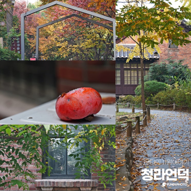 대구 가을 가볼만한곳 청라언덕 단풍명소 데이트 뉴진스 뮤비 촬영지 애견동반 유무 : 네이버 블로그