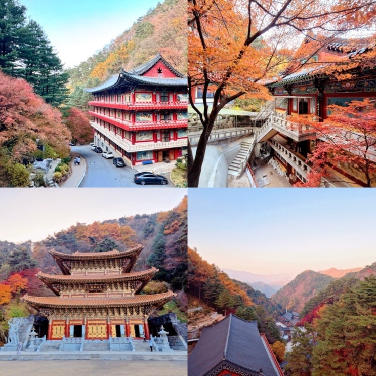 충북 단양 여행 단양 구인사 천태종 가는길 셔틀 전국 유명 사찰 단양 단풍 구경 : 네이버 블로그