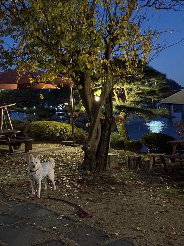 진돗개는 반려견 / 중대형견도 갈수있는 가평춘천 애견동반카페 : 네이버 블로그