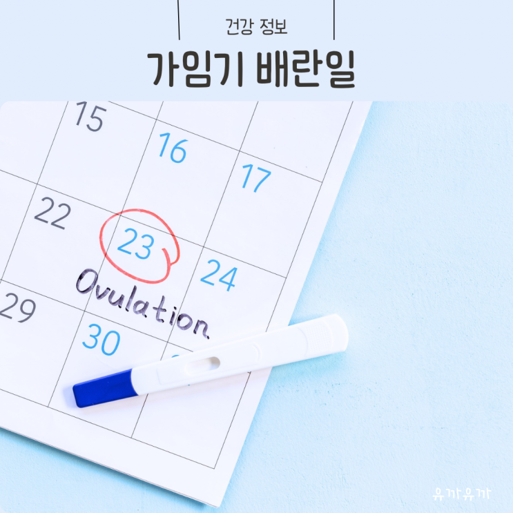 가임기 배란일 뜻 계산법 임신확률 높이는 방법 배란일 일주일전 : 네이버 블로그