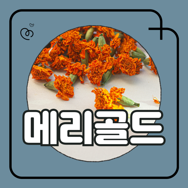 눈에좋은꽃 메리골드꽃차 효능 루테인지아잔틴 공급원 : 네이버 블로그