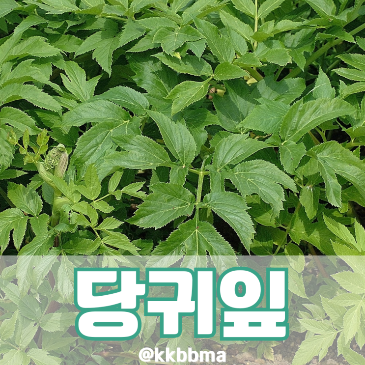 당귀 효능 4가지 당귀차 당귀잎 부작용 이 정도야? : 네이버 블로그