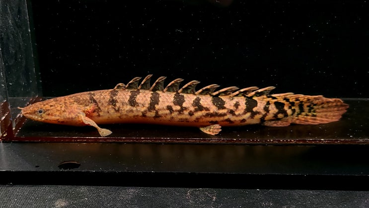 The Polypterus Lab 홈페이지 신규 개체 업로드 완료 및 일부 개체 사진 갱신 소식 : 네이버 블로그