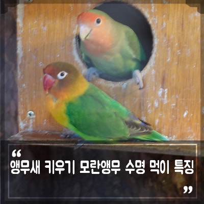 앵무새 키우기 모란앵무 수명 지능, 소형 앵무새 종류 용품 키우는방법 : 네이버 블로그