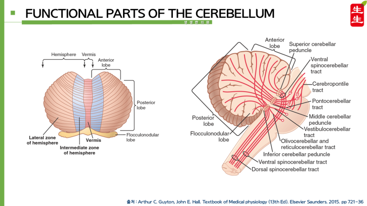 전체적 운동 조절에 있어서의 소뇌의 기능(FUNCTION OF THE CEREBELLUM IN OVERALL MOTOR ...
