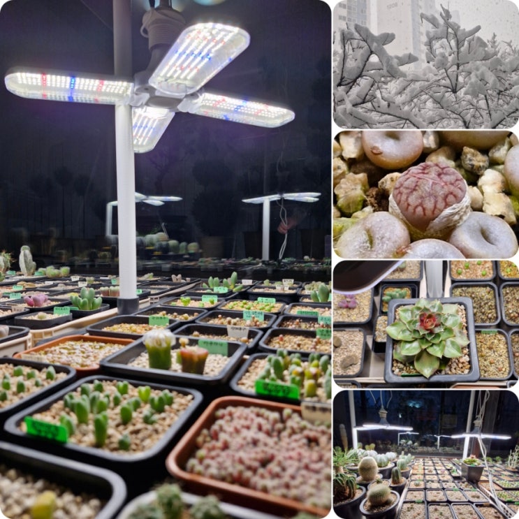 실내에서 식물 튼튼하게 키우기(일조량)/식물 LED 선택 방법 : 네이버 블로그