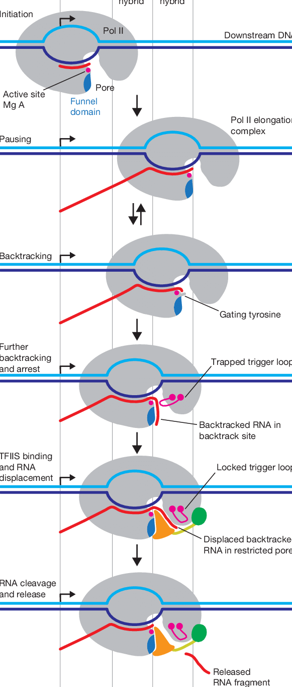 [논문읽기] Promoter-proximal pausing of RNA polymerase II: a nexus of gene ...