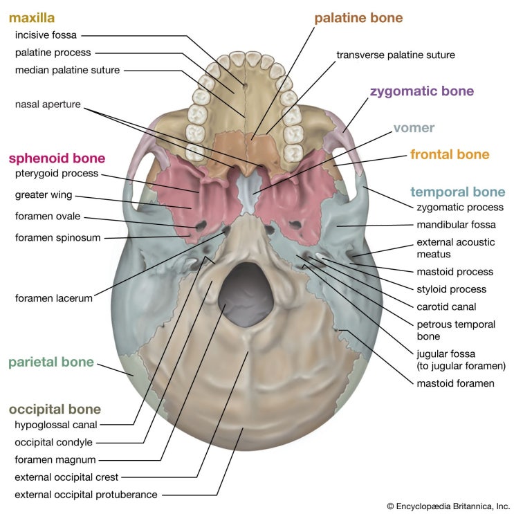 뇌의 보호구조 뇌막 meninges 뇌척수액 CSF 뇌혈관장벽 BBB 뇌의 혈액공급 : 네이버 블로그