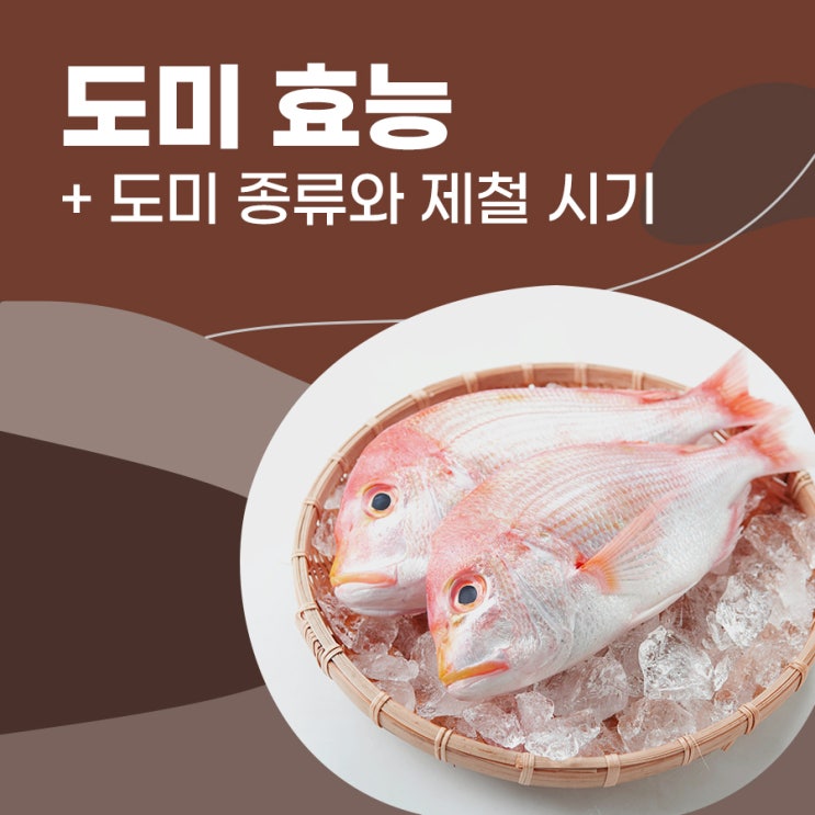 생선의 왕 도미 효능, 도미 종류, 도미 제철에 대해 : 네이버 블로그