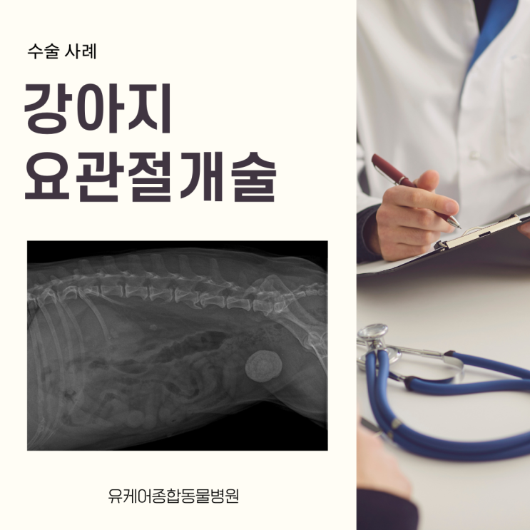 강아지 생명을 위협하는 요관결석, 수술 전문 수의사가 알려주는 치료법! 서울용산동물병원 : 네이버 블로그