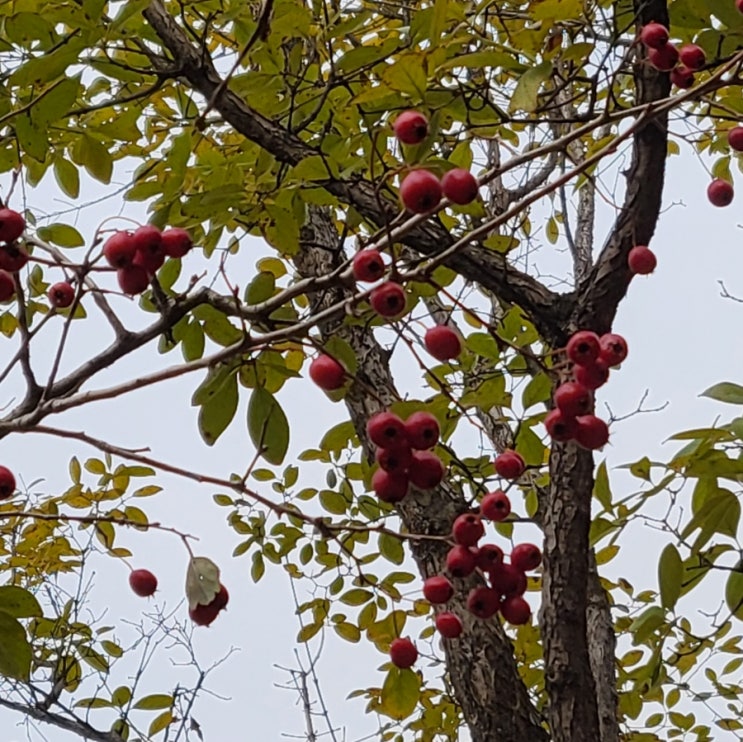 재다신약 남자 사주 뜻 아내 첩 여러 명 부럽다고? 부자에서 부랑자되지 않으려면~ : 네이버 블로그