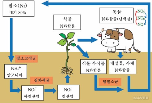 질소순환(질소고정, 질소고정균, nitrogenase 니트로게나제, 암모니아화, 질산화, 아질산화, 질산화균, 탈질작용 ...