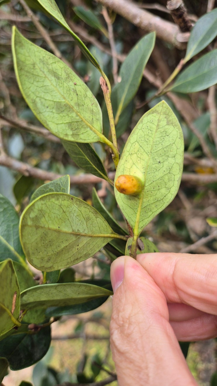 조록나무(Distylium racemosum) : 네이버 블로그