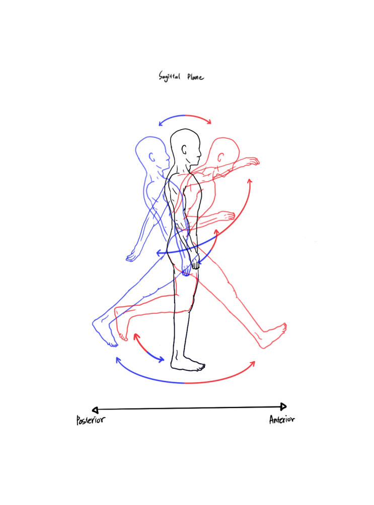 시상면의 움직임 (Movement of Sagittal Plane) : 네이버 블로그
