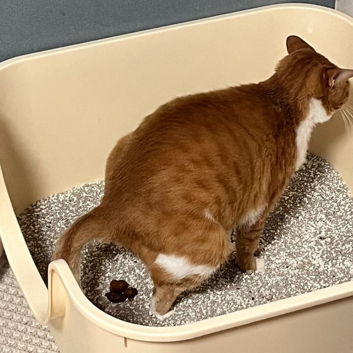 고양이 피똥, 위험 신호일까? 여러 가지 가능성이 있어요 : 네이버 블로그