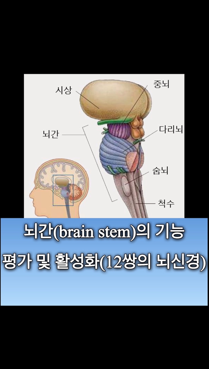 [뉴로트레이닝] 뇌간(brain stem)의 기능 평가 및 활성화(12쌍의 뇌신경-CN12 평가) : 네이버 블로그