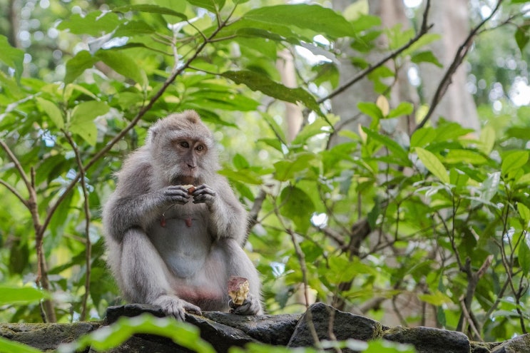 국제기념일, (미국) 원숭이의 날 Monkey Day, 12월 14일 : 네이버 블로그