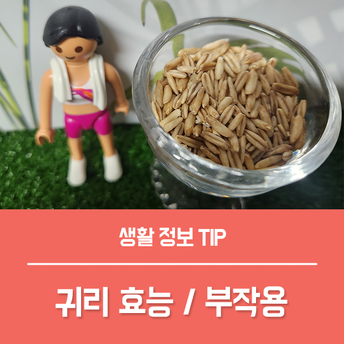 귀리효능 부작용, 식이섬유 풍부한 볶은 귀리분말 가루 오트밀 차이는? : 네이버 블로그