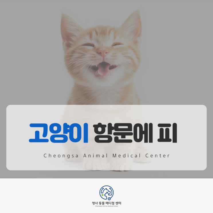 고양이 똥꼬 피 정확한 진단 후 효과적인 치료 제공하는 곳 : 네이버 블로그