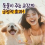 동물이 주는 교감, 삶의 작은 변화들