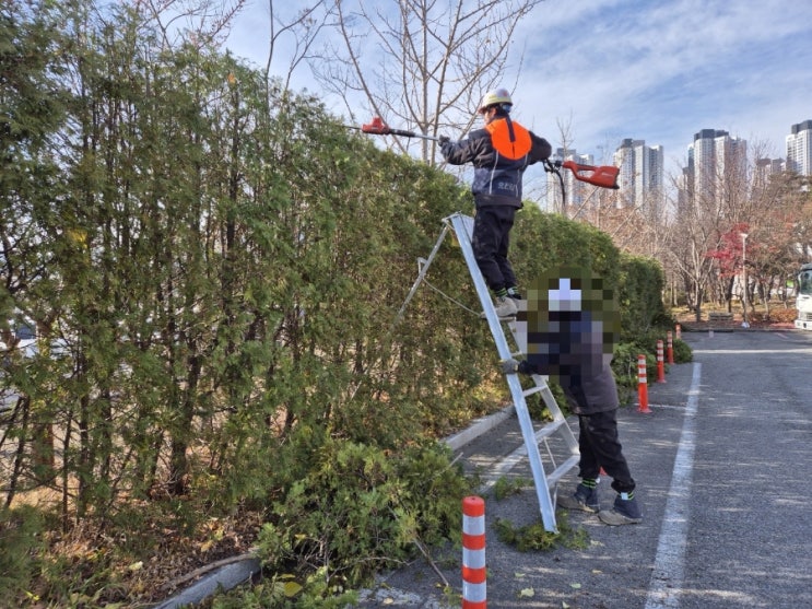 측백울타리 키 맞추기작업 네이버 블로그