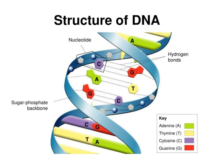 DNA(디옥시리보핵산, Deoxyribo nucleic acid) : 네이버 블로그