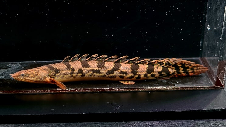 금일 The Polypterus Lab 홈페이지에 신규 개체들이 업로드 되었습니다. : 네이버 블로그