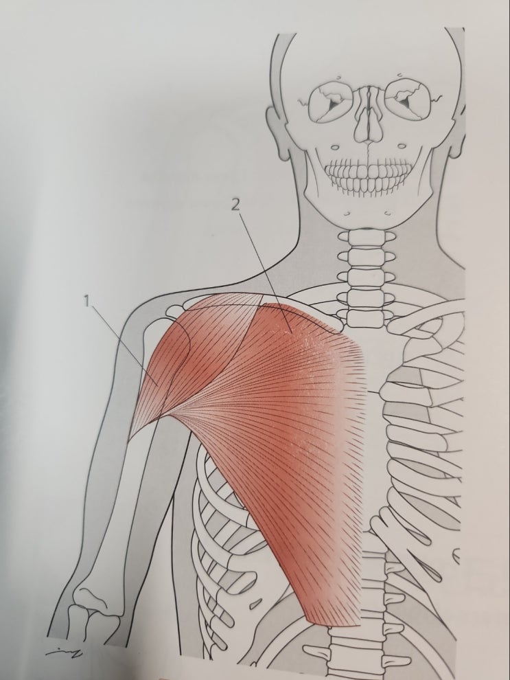 [ 오늘의 해부학] 음식을 먹을 때, 세수를 할 때, 옷을 입을 때, 우리의 일상을 지배하는 어깨관절 내회전근(medial ...