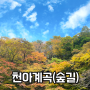 【트레킹】 제주 단풍! 천아숲길, 천아계곡 - 단풍명소를 찾아가다