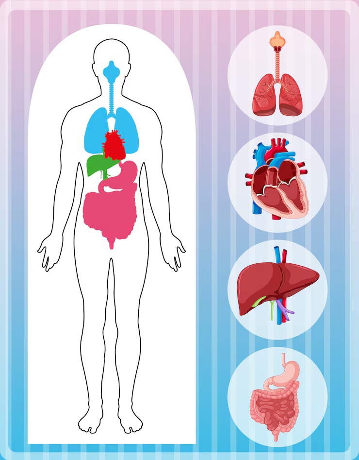 비장비대증 비장비대 원인 및 치료(비장 기능 및 위치) : 네이버 블로그