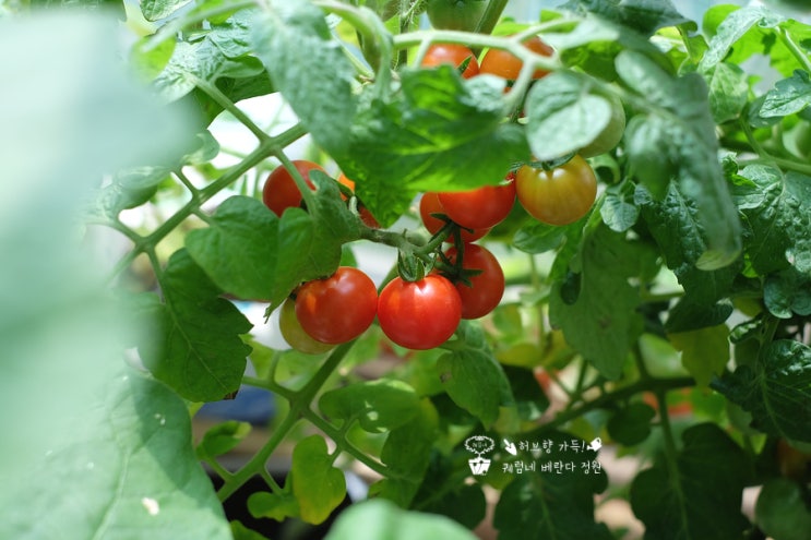 다이소 방울토마토 키우기 집에서 씨앗 심기 : 네이버 블로그