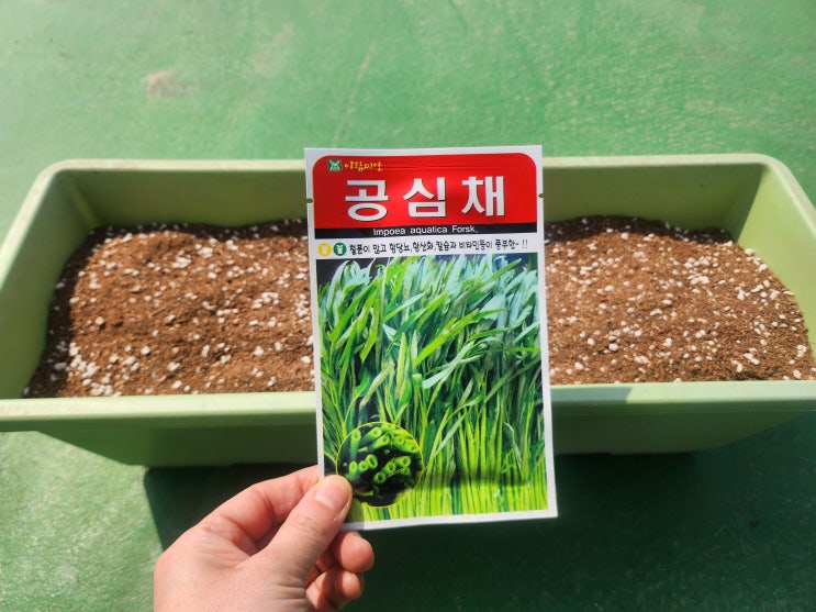 씨 뿌리기- 공심채, 와일드루꼴라, 버터헤드상추, 딜(4월초) : 네이버 블로그