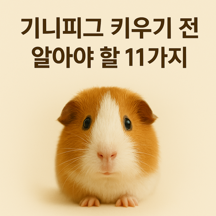 기니피그 키우기 전 알아야 할 11가지 : 입양 전 필독! : 네이버 블로그